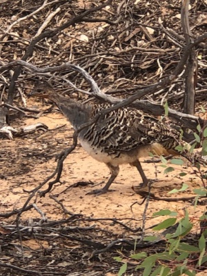 Mallee Fowl