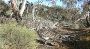 from Camera - Smaller Mallee Fowl mound Oct 2024