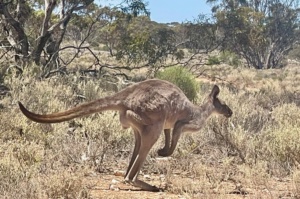 Male Eastern Grey Kangaroo - Macropus giganteus
