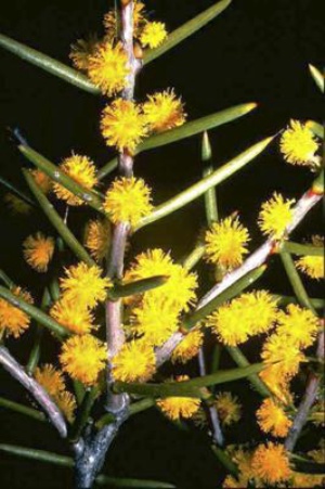 Ouchy Acacia - nyssophylla - Pin Bush