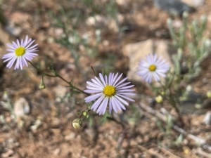 Variable Daisy 