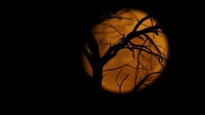 Truley amazing moon - Ellura sanctuary - photo credit Brett Smith