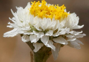 Called a Poached Egg everlasting 