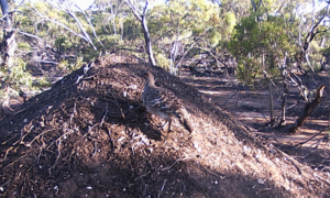 Mallee fowl 226