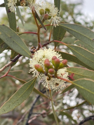 Eucalyptus in flower Feb 2025