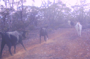 Feral Goats on Goat track February 2026 - Area of Sleeper Track