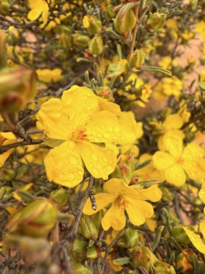 Hibbertia