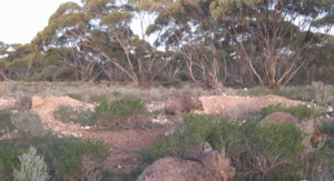 Population Monitoring - Wildlife cameras on a Warren