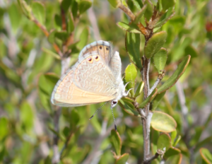 Double spotted-lined blue moth