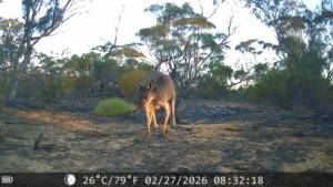 Kangaroo Morning light -  Sect 215 2026