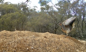 Mallee fowl protecting nest