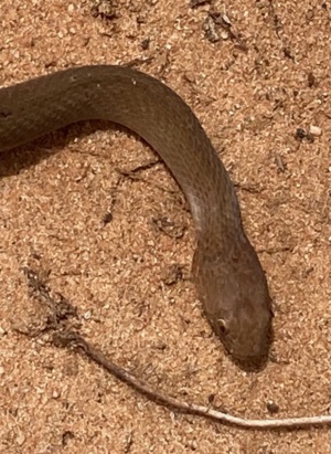 Bardick - Echiopsis curta