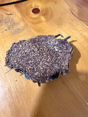 Emu Dung with a huge seed conglomerate Jan 2026