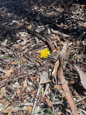 retaining leaf litter and vegetation to create homes for invertebrates and small native species