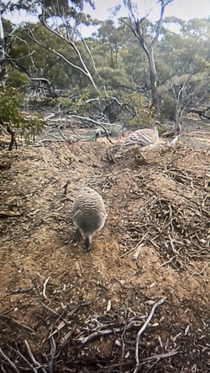 Mallee Fowl Nest - Camera