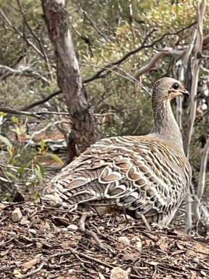 Mallee Fowl 226 Nov 2024