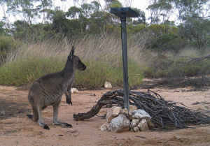 Kangaroo being inquisitive of the camera