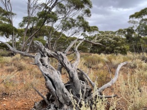 Old Mallee Root