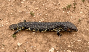 Shingle Back-  spring sprint