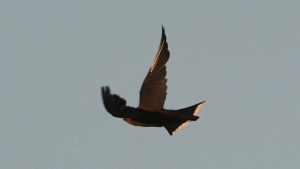 Dusky Wood-swallow - January 2026 - Credit Ellura