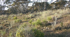 Land spring 2023 Looking quite healthy on wombat warren