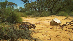 A shingleback Lizard tries to take a CPE fox bait