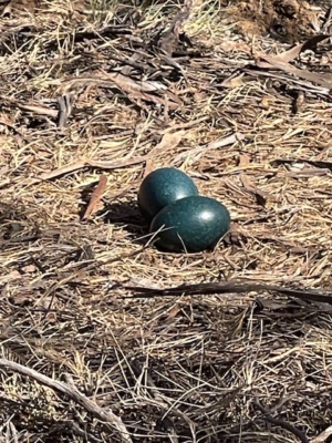 Emu eggs section 226