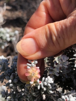 Teaching kids to identify plants