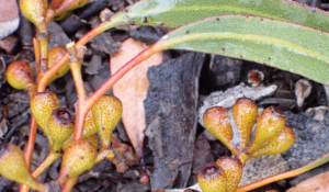 Petrichor smell - new rain Mallee eucalyptus