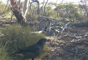 Chough 