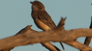 SA Golden Whistler- Credit Ellura