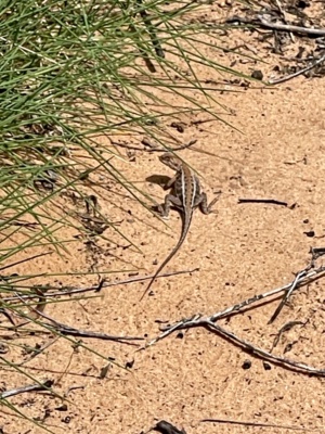 Mallee Dragon Ctenophorus spinodomus oct 2024