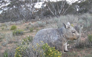 A wombat with skin condition?  A future project - focus