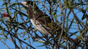 White fronted Honeyeater - credit Ellura