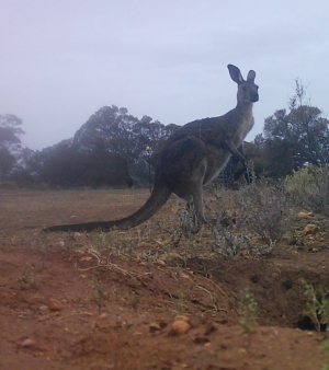Western Grey Kangaroo Visiting Warren Dec 24 Sec 13