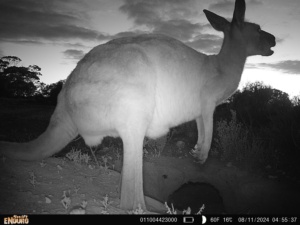 Kangaroo at a warren camera 