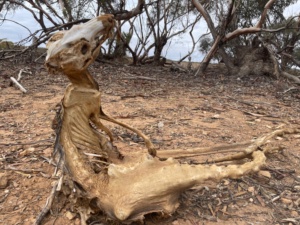 Weird natural art - title Desiccated- Coconut kangaroo