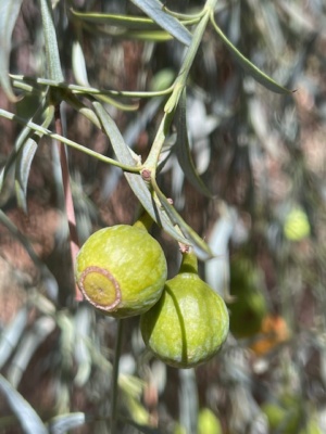 Bitter Quandong March 2025
