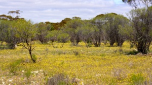 native wirewort, image attributed Ellura