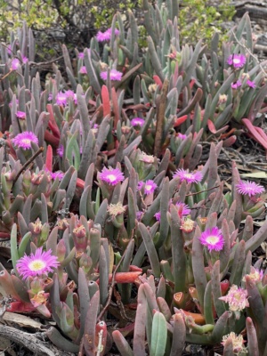 Semi Arid yet beautiful