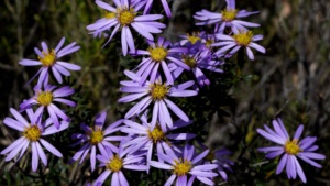 Olearia magniflora- Photo credit Brett Smith