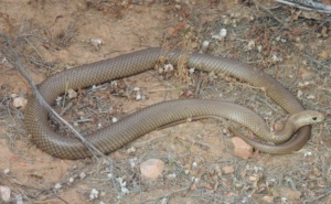 Eastern Brown Snake  ( image David Armstrong)