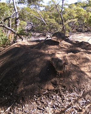 Mallee fowl 266