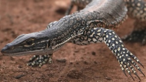 Sand Goanna - February 2026 - Credit Ellura