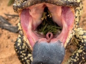 I have been eating Wards Weed flowers - see aghhhhh