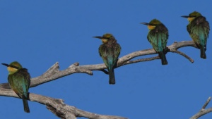 Rainbow Bee Eaters - Credit Ellura Feb 2026