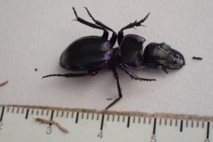 A ground beetle 