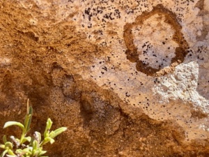 Stone patterns from life