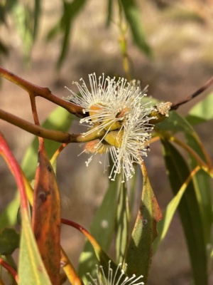 mallee is colour and beauty
