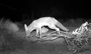 Fox taking Bait head February 2026